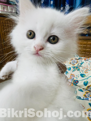 Traditional Persian Kittens